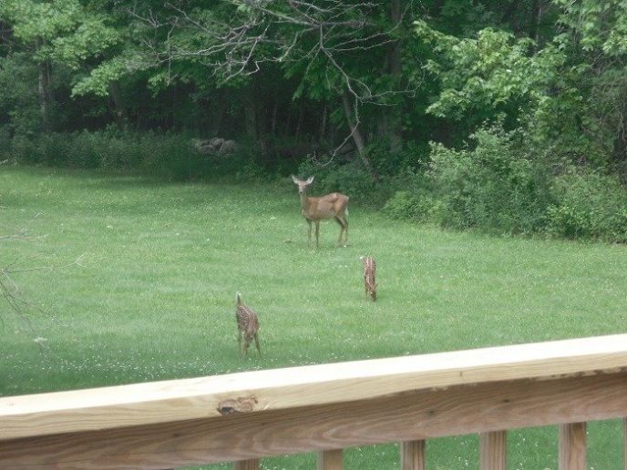 Mama and baby deer in the backyard