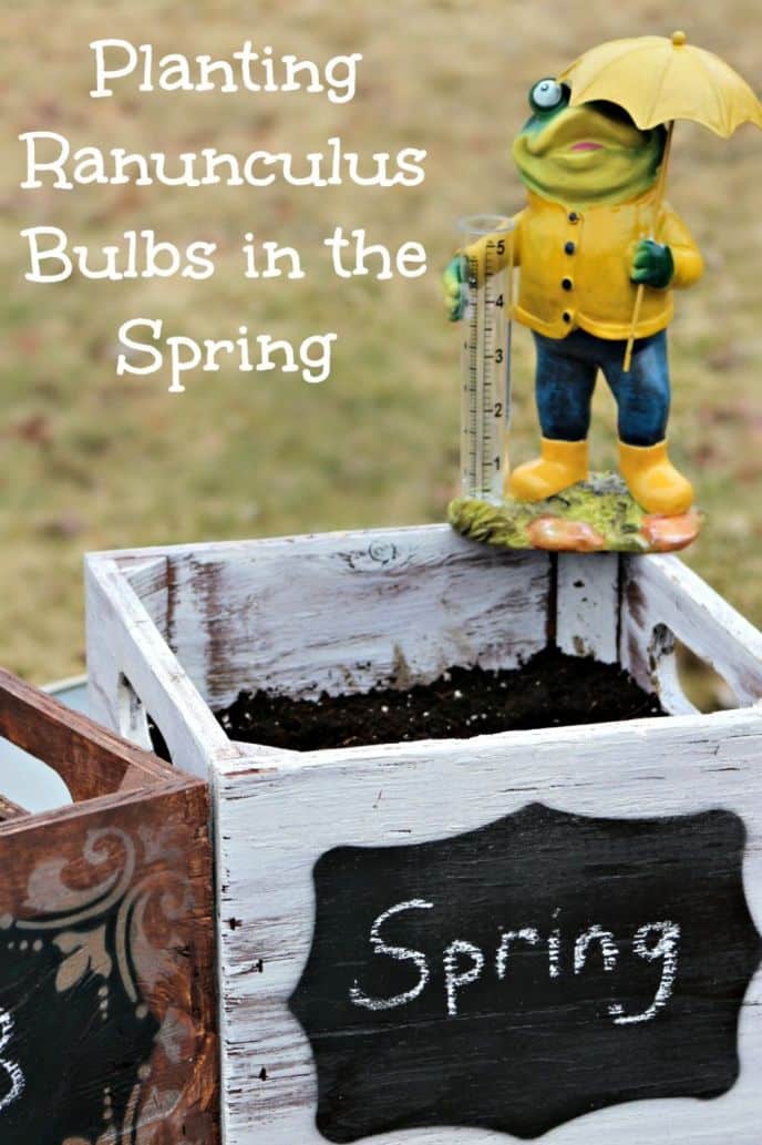 Planting Ranunculus Bulbs in the Spring