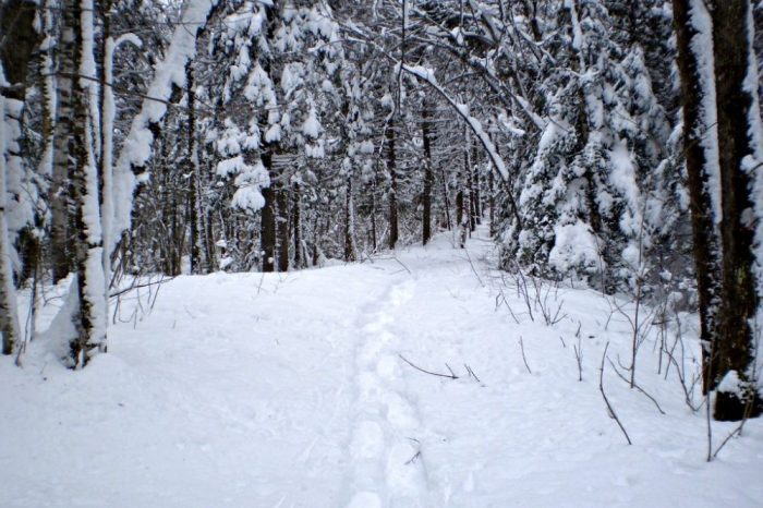 Easy, flat and level snowshoe trail