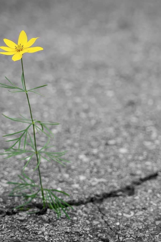 Fix A Cracked Driveway Driveway crack with yellow flower growing out of it