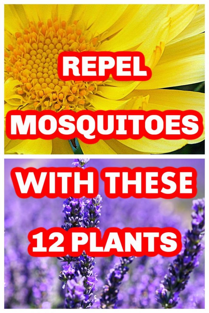 Mosquito Repellent Plants 12 plants that repel mosquitoes