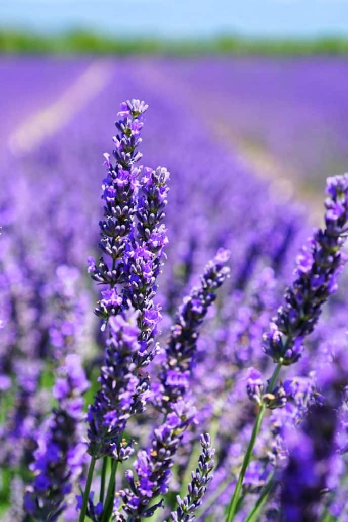 Mosquito Repellent Plants A field of lavender plants, which are also great for repelling mosquitoes.
